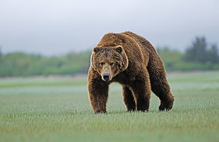 brown bear standing on grass field under gray sky